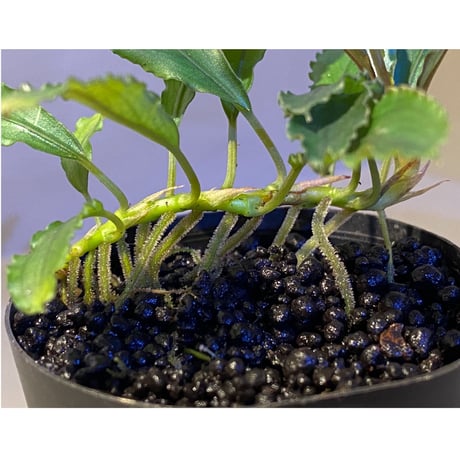 Bucephalandra sp. "Pakak 3" [MF0417-5A]