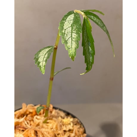 Elatostema sp. from Quezon, Luzon, Philippines
