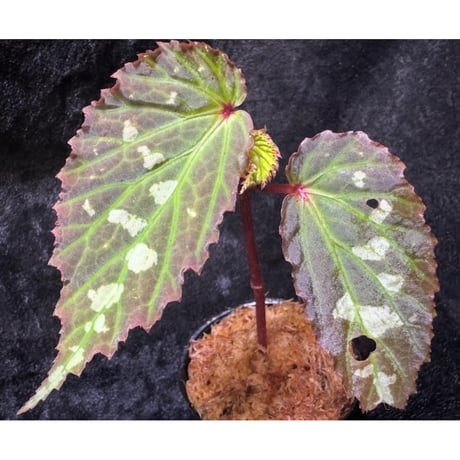 Begonia sp. from Kapuas hulu