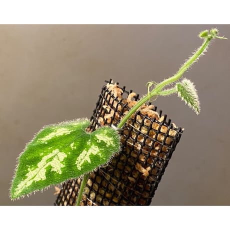 Unknown climbing plants from Ngabang West Kalimantan