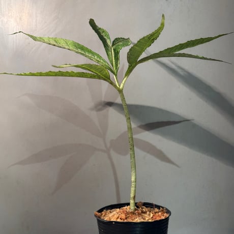 Amorphophallus pendulus from Kapuas hulu West Kalimantan