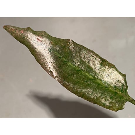 Cryptocoryne xagusii [TB]