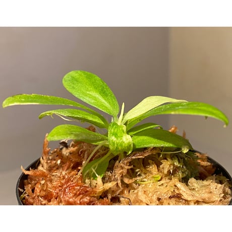 Schismatoglottis sp. "初霜錦" from Murung raya [LA0515-05]
