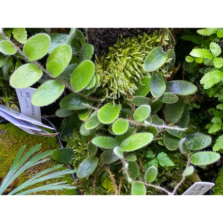 Pyrrosia nummularifolia from Santa Fe Luzon Philippines [KSB]