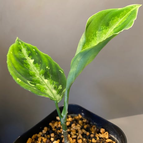 Aglaonema pictum GW1410 from Padang sidempuan [TB]