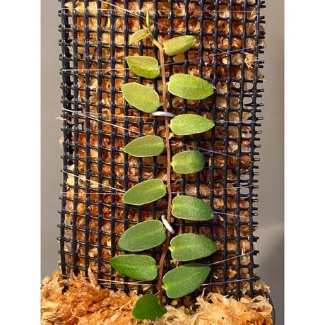 Marcgravia sp. from Colombia [LA0316-03]