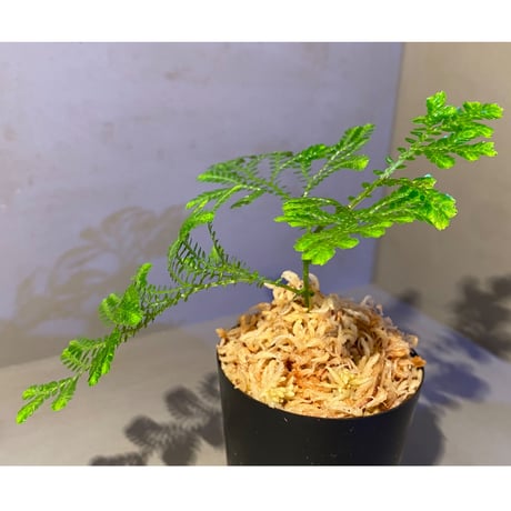 Selaginella willdenowii 伊藤蟻植物農園