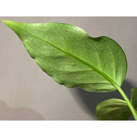 Aglaonema pictum from Aceh sumatera [T-120119] X産地