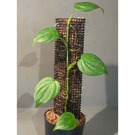 Philodendron sp. from Iquitos Peru [tanakay]