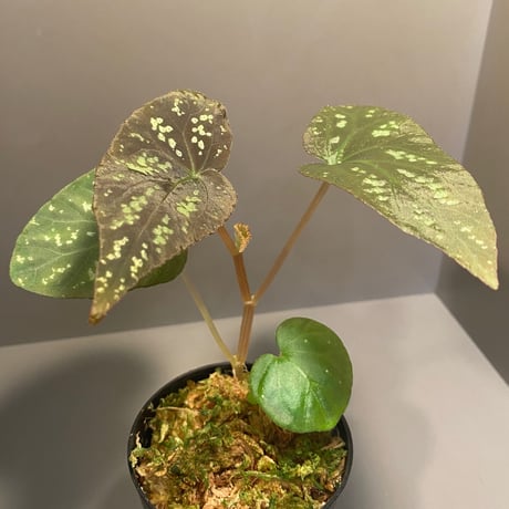Begonia Variabilis from Dabong [TK150717]