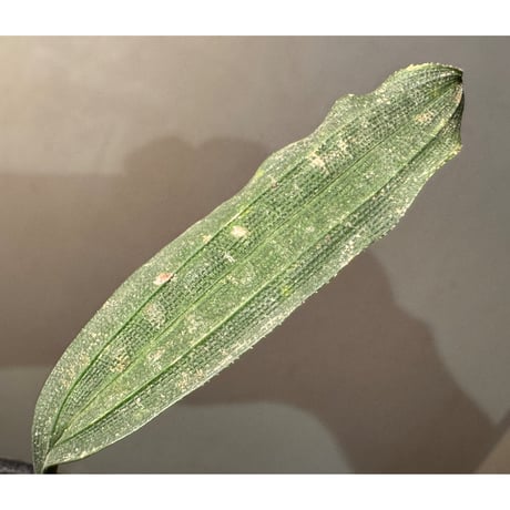 Mapania cuspidata from Bengkayang West Kalimantan