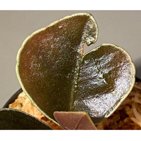 Ardisia sp. from West Kalimantan