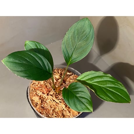 Homalomena sp. "Nanga pinoh" セミビロード Melawi Kal barat [TB]