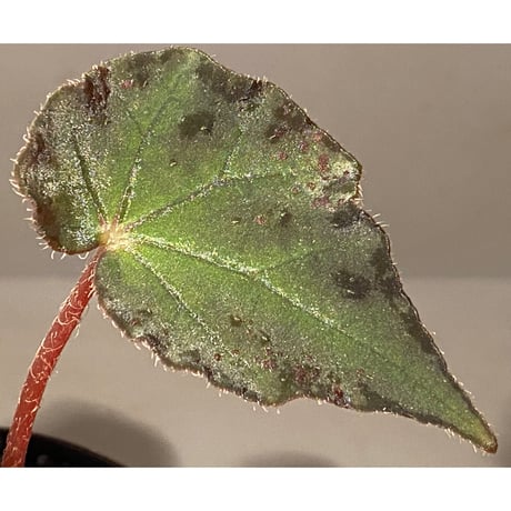 Begonia sp. from Vietnam