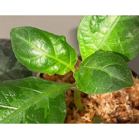 Gymnostachyum sp. from Aceh sumatera [LA1116-02]