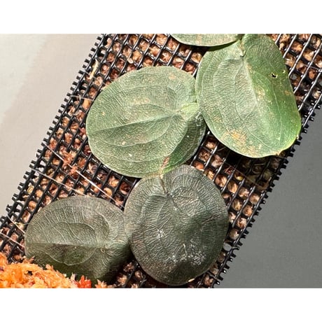 Pothos barberianus from Kapuas fulu West Kalimantan