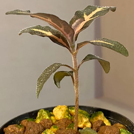 Aphelandra maculata Madre de Dios [LA1017-02]
