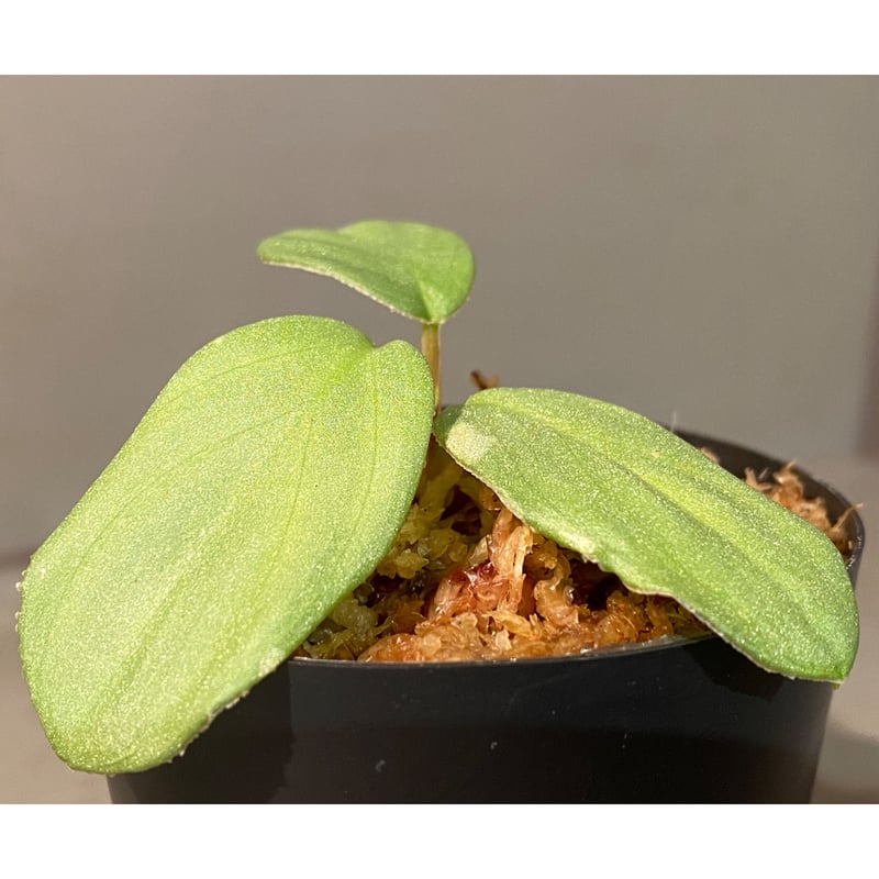 Homalomena sp.Sumatera Utara LA0722 タグ付き Homalomena sp. from Sumatera Utara [LA0722-02]