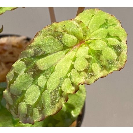 Begonia chlorosticta (Green) from Borneo Sarawak