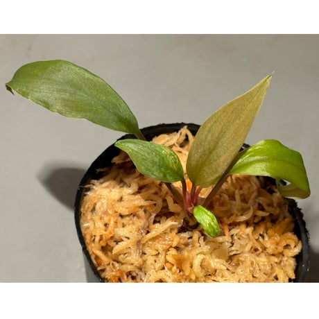 Homalomena 'Rec151' K0522-f2 [KZT]