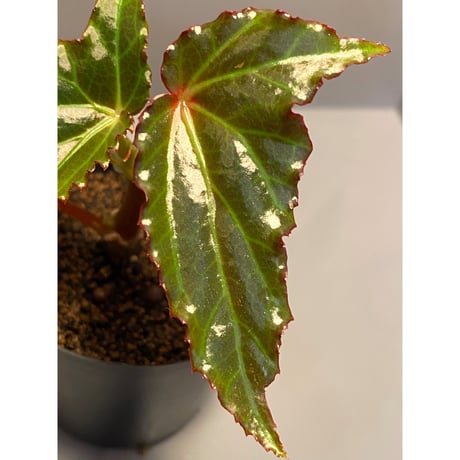 Begonia cf. laruei from Aceh sumatera [LA0216-02]