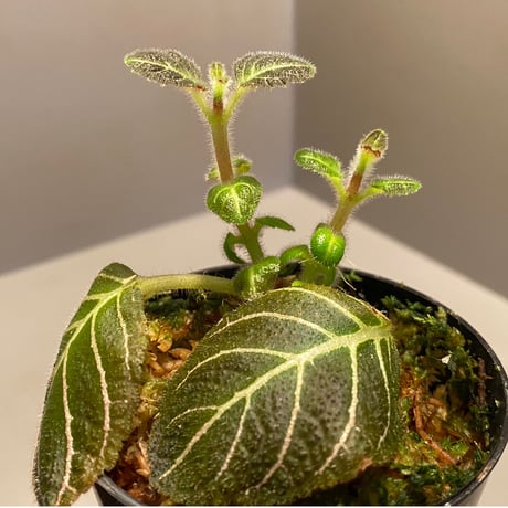 Pearcea hypocyrtiflora from South America