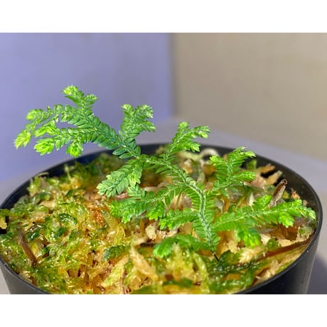 Selaginella biformis [STRINGE PLANTS]