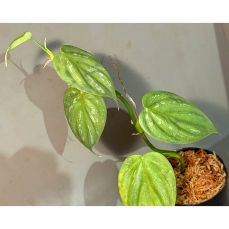 フィロデンドロン ビレッティア＋アロカシア スーヒルマニアナ＋ロンギロバ フィロデンドロン ビレッティア＋アロカシア スーヒルマニアナ＋