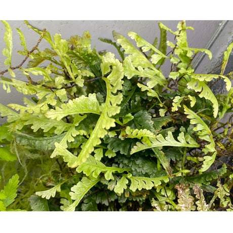 (大株) Teratophyllum aculeatum from Nanga pinoh [TB]