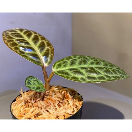Ardisia sp. "Turtle Back" from Borneo