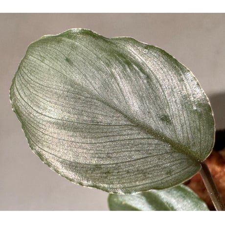 Homalomena sp. "Red" from Bogor ②