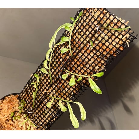 Teratophyllum ludens from Selangor Malaysia