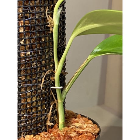 Rhaphidophora sp. from Trat Thailand