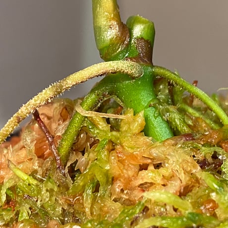 Anthurium polyschistum from Napo Ecuador [tanakay]
