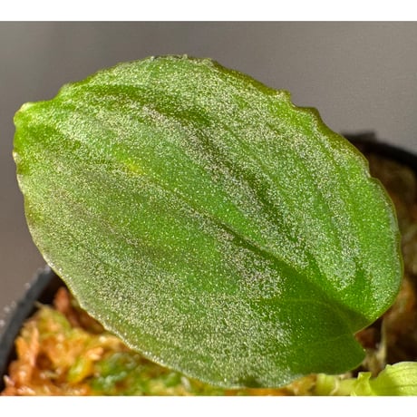 Homalomena sp. from Solok sumatera [LA0616-03]
