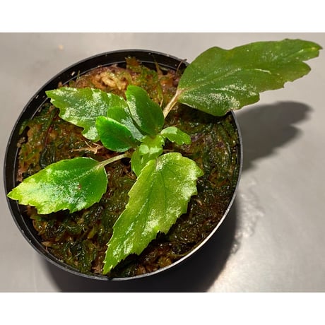 Begonia cf. laruei from Aceh sumatera [LA0216-02]