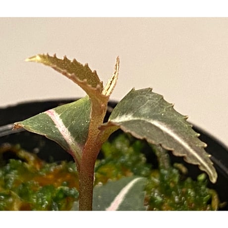 Labisia sp. from Hulu kapuas Kalimantan barat