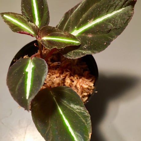 Melastoma sp. from Linga