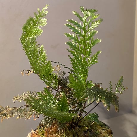 Cephalomanes obscurum (オニホラゴケ) from Okinawa Japan (沖縄本島産) ②