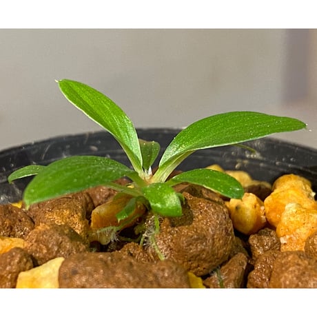 Homalomena sp. [LA0317-z-r]