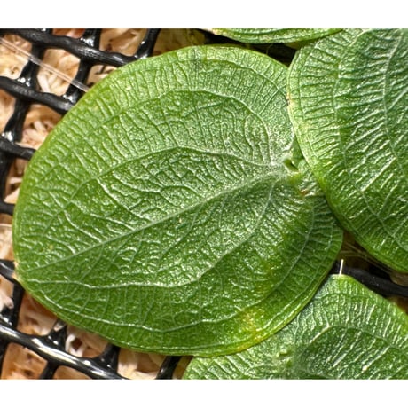 Pothos barberianus from Kapuas fulu West Kalimantan