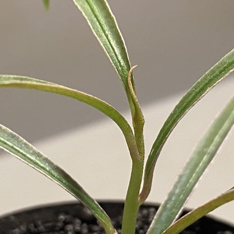 Ardisia sp. from Kapuas Hulu Kalimantan barat