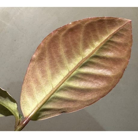 Ardisia sp. from Saripoi [LA0515-02]