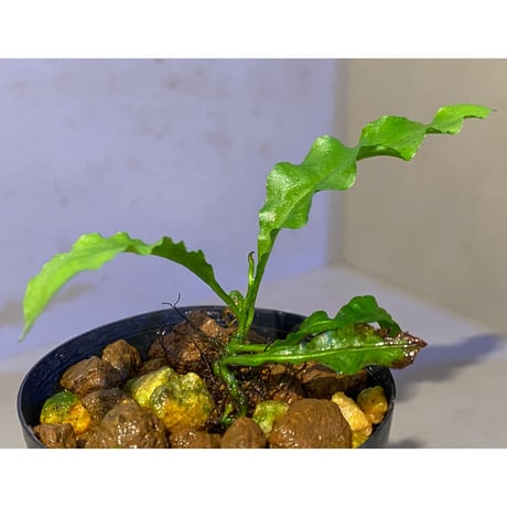 Microsorium sp. from Krabi Southern Thailand