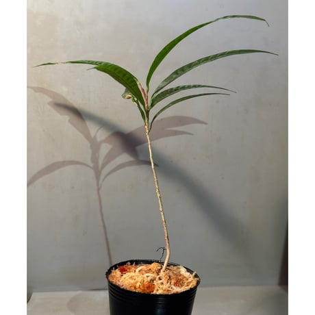 Unknown (Penanga bayan?)from Landak West Kalimantan