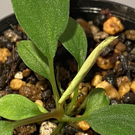 Homalomena sp. from Riau