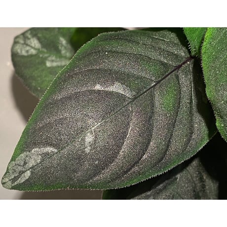 Gymnostachyum sp. from Tigalingga [HW0219-02]