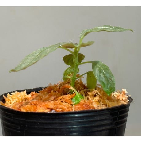 Ophiorriza sp. "鋼" from Aceh Selatan [HW0816-03]
