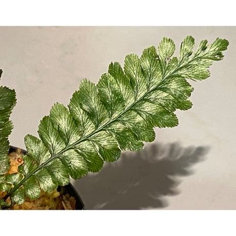Cephalomanes sp. from Khlong Yai Trat Thailand ③