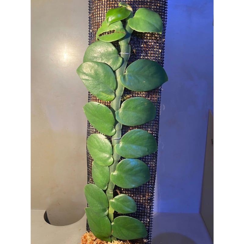 Rhaphidophora sp. from Khlong Yai Trat Thailand